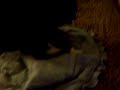 DOG SEX HILARIOUS DOG SEX HILARIOUS