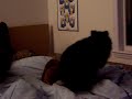 dog-sex.html