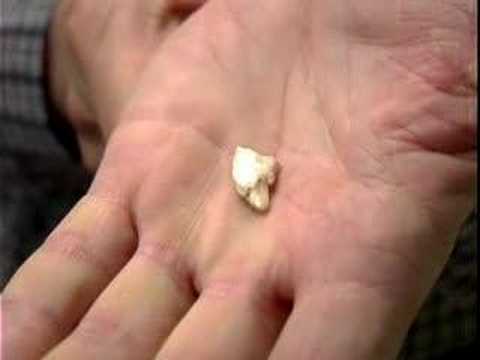 The Fossils of Inner Space Caverns, ...