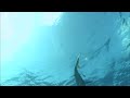 Shark Dreamscene Shark Dreamscene