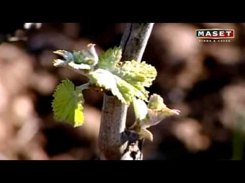 4 - El Ciclo biológico de la vid