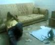 videos de Confused