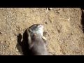 otter playtime