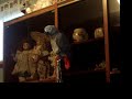 Koko African Grey - Whisteling many Tunes
