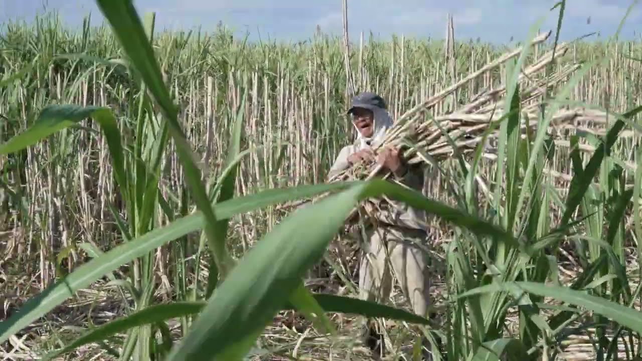 うるま市ガイドマップ「うるまいろ」 サトウキビ収穫 （2） 宮城島の農家の画像