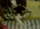 Pericardial Hernia Kitty