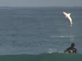 Un tiburón saltando entre surfistas
