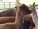 Alpaca Playground