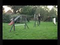 Sheltie Agility - Ember