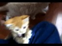 Cat 1