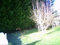 T-rex 600 - Statio - Test Flycam²