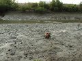 Dog in Mud Dog in Mud