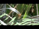 Mindo Butterflies