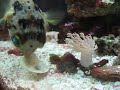 Porcupine Puffer eating shellfish
