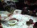 Porcupine Puffer eating shellfish