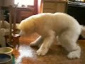 Dizzy Dog