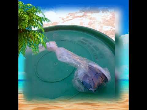 MALIGHAFI ZA UTENGENEZAJI WA SABUNI ZA MAJI ( LIQUID SOAP )
