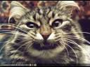 funny pics part 32