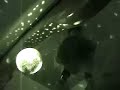 ariel-pink-live-the-boat-excerpt-i.html