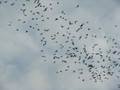 videos de Wrinkled lipped bats emerge close to Khao Yai, Thailand