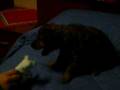 videos de cane divertente