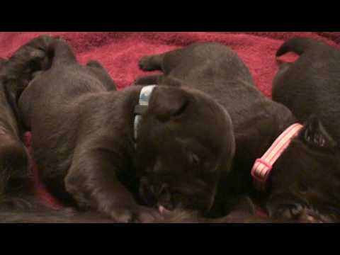 Day 14 – Two Week Old Lab Pups!