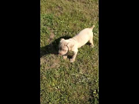 Pink Collar Neo playing