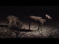 Deer in backyard