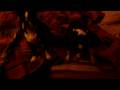 videos de Terriers at night