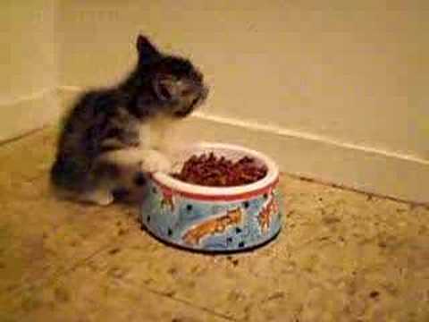 hungry kitty