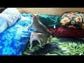 Peaches, Foxy & Vahine's Puppies