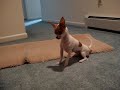 Cutest teacup chihuahua EVER!!!!
