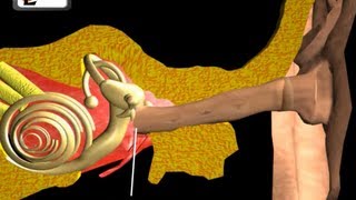 Ear Anatomy  Inside the ear  3D Human Ear animatio