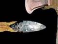 DNA Lab Part 1