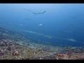 Cocos Island Poaching
