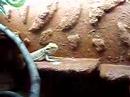 agama