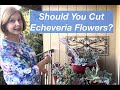 The Best 19 Flowering Succulents Echeveria