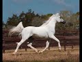 Al Adeed Al Shaqab Classic Al Adeed Al Shaqab Classic