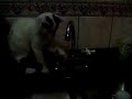El Gatito Lavandose