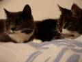 videos de Re: Cat Talking, Translation