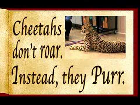 Cheetah Tales: Ben Rush Meets Jalani
