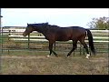 Guy Laroche Premium stallion at stud