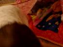 Geffen Achai 2 years old plays with Dora