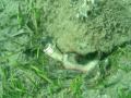 poulpe.wmv