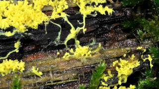 Plasmodium und Fruktifikation von Fuligo septica