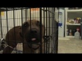 New Orleans Animal Rescue, W Magazine