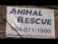 New Orleans Animal Rescue, W Magazine