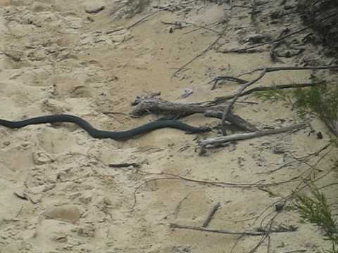 porphyriacus - The Red-bellied Black Snake, Pseudechis porphyriacus, is a venomous species of elapid snake native to eastern Australia. Though its venom is capable of causi...