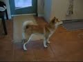 Shiba Inu Training - Neo Okami @ 7 months