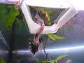 Male betta building bubble nest